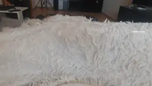 I was masturbating and my girlfriend climbed under the blanket and started eating my pussy homemade