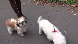 Beautiful Milf Ania fucked in stockings