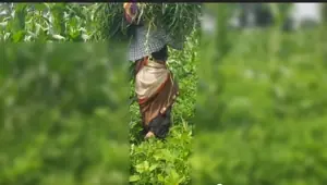 Sister in law, who was cutting fodder in the outdoor field, suddenly the brother in law left, the brother in law said, I have to kill your ass, today it is not going to kill, today you see my Bhosdi.